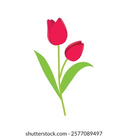 Beautiful tulip flower drawing art cartoon vector symbol design image