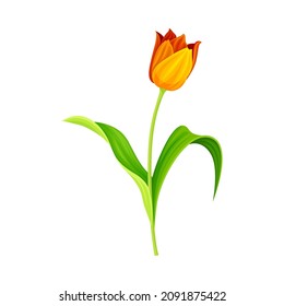 Beautiful tulip flower. Elegant floral design element vector illustration