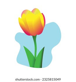 Beautiful Tulip Flower Vector Illustration