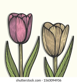 The Beautiful Tulip Flowers Art