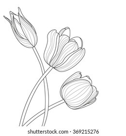 Beautiful tulip flowers line illustration. Vector abstract black and white floral background with place for text. Spring background, greeting card template.