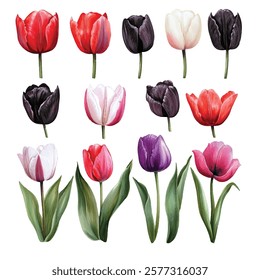 Beautiful tulip illustrations in various shades of pink, purple, and red. Perfect for spring-themed designs, invitations, and home decor. Each flower is uniquely detailed.