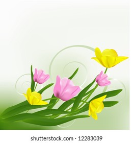 Beautiful tulips