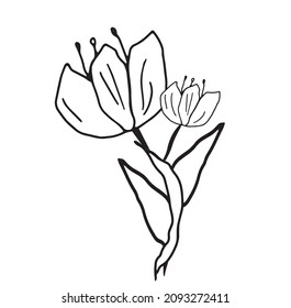 Beautiful tulips are a great option for coloring, postcards for March 8, logo. Linear drawing.Vector graphics 