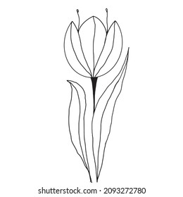 Beautiful tulips are a great option for coloring, postcards for March 8, logo. Linear drawing.Vector graphics 