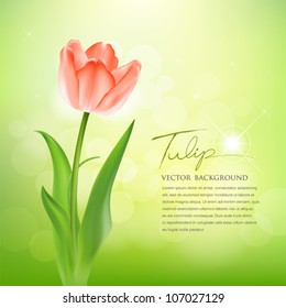 Beautiful tulips on nature background, vector illustration