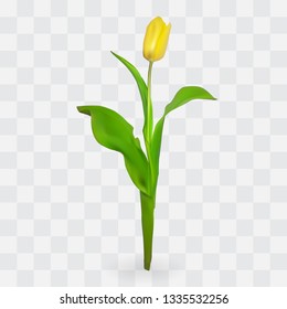 Beautiful tulips on transparent background. Vector Illustration. EPS10