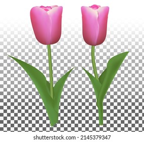 beautiful tulips on transparent background eps.10