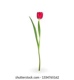 Beautiful tulips on white background. Vector Illustration. EPS10