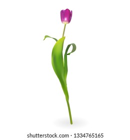 Beautiful tulips on white background. Vector Illustration. EPS10