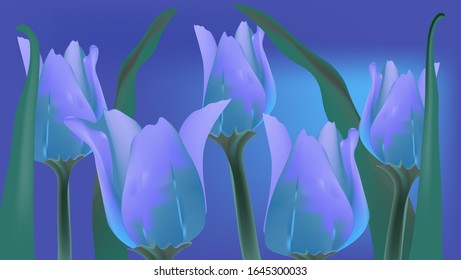 Beautiful tulips.  Realistic large beautiful tulips on the background of a blooming field in blue tones.
