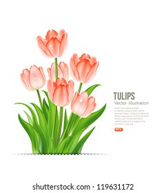 Beautiful tulips, vector illustration