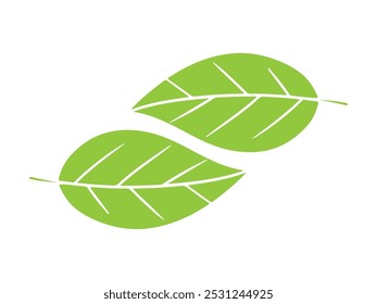 beautiful two green leaves vector   eco-friendly designs 