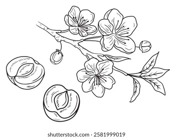 Beautiful two realistic plum berry on branch with leaves in black on white background. Hand drawn vector sketch illustration in doodle engraved vintage line art style. Apricot fruit, fruit, vitamin