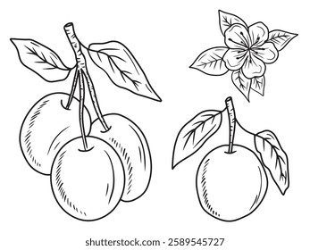 Beautiful two realistic plum berry on branch with leaves in black on white background. Hand drawn vector sketch illustration in doodle engraved vintage line art style. Apricot fruit, fruit, vitamin