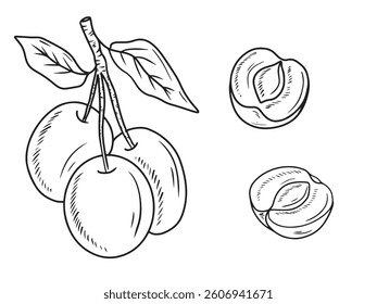 Beautiful two realistic plum berry on branch with leaves in black on white background. Hand drawn vector sketch illustration in doodle engraved vintage line art style. Apricot fruit, fruit, vitamin
