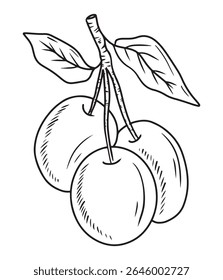 Beautiful two realistic plum berry on branch with leaves in black on white background. Hand drawn vector sketch illustration in doodle engraved vintage line art style. Apricot fruit, fruit, vitamin