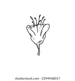 Beautiful and unique flowers. Drawn by hand. Stylish line art pen ink. Isolated vector illustration