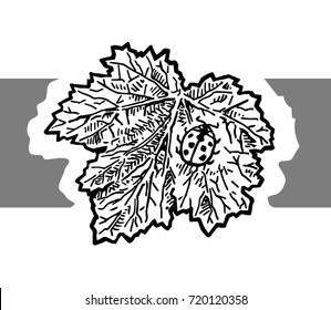 Beautiful unusual design of currant leaf with ladybug. Outline doodle stylized art. Black and white silhouette hand drawn ink graphic symbol.. Vector illustration.