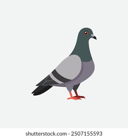  Beautiful Urban Pigeon vector artwork