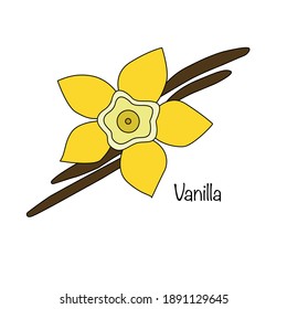Beautiful vanilla flower with vanilla sticks. On white background. For your design. Vector illustration
