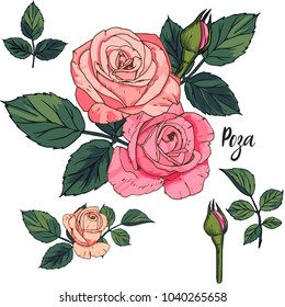 hermoso ramo vectorial con tres rosas. Composición de las flores. Diseño de tarjetas de felicitación, cumpleaños, día de la madre y otros días festivos.