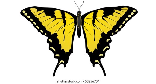 beautiful vector butterfly