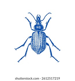 Beautiful vector of Calosoma sycophanta