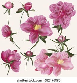 Beautiful vector collection of realistic peony flowers in pink color