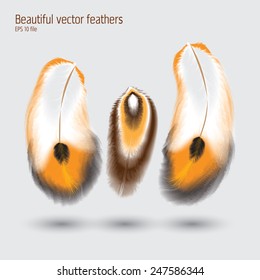 Beautiful vector feathers illustration