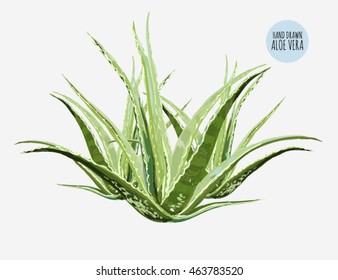 Beautiful vector floral illustration background with aloe vera. Perfect for wallpapers, web page backgrounds, surface textures, textile