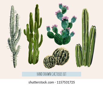 Beautiful vector floral summer tropical illustration  background with cactuses, succulents Perfect for wallpapers, web page backgrounds, surface textures, textile. Isolated on white background. 