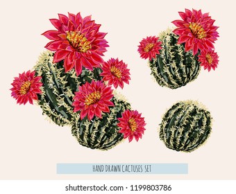 Beautiful vector floral summer tropical illustration background with blooming cactuses. Perfect for wallpapers, web page backgrounds, surface textures, textile. Isolated on white background. 