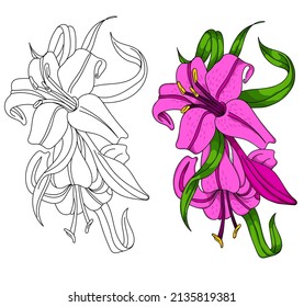 beautiful vector flower with black outline drawing.