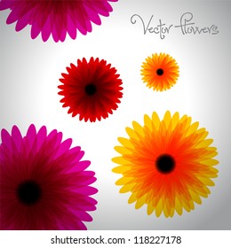 Beautiful vector flowers background