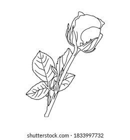 Schöne Vektorblumen auf weißem Hintergrund. Vektorgrafiken.