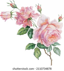 beautiful vector flowers pink roce