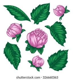 Beautiful Vector flowers set. Colorful floral collection with leaves and flowers. for greeting cards and invitations of wedding, birthday, Valentine's Day, mother's day and other seasonal holiday