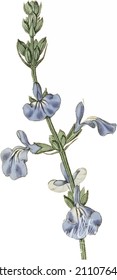beautiful vector flowers small flower