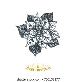 Beautiful vector hand drawn christmas Illustration. Poinsettia. Detailed retro style images. Vintage sketch Element for labels design. 