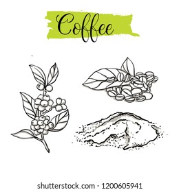 Beautiful vector hand drawn Coffee, beans. Organic food, vector doodle illustrations collection isolated on white background. 