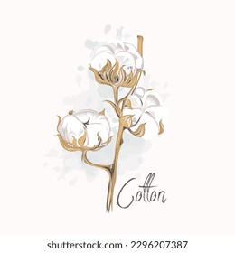 Hermosa flor de algodón de vector dibujada a mano en estilo acuarela