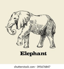 Beautiful vector hand drawn elephant for your design