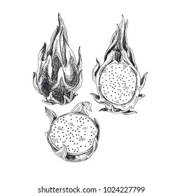 Beautiful vector hand drawn exotic fruit Illustrations. Pitahaya. Detailed retro style image. Vintage sketche for labels. Elements collection for design.