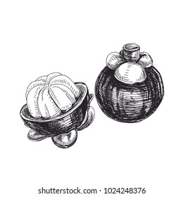 Beautiful vector hand drawn exotic fruit Illustrations. Detailed retro style mangosteen image. Vintage sketch for labels. Elements collection for design.