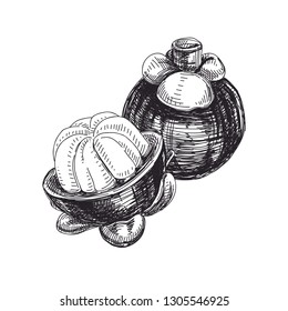 Beautiful vector hand drawn exotic fruit Illustrations. Detailed retro style mangosteen image. Vintage sketch for labels. Elements collection for design.