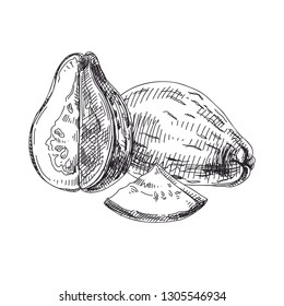Beautiful vector hand drawn exotic fruit Illustrations. Detailed retro style Guave image. Vintage sketch for labels. Elements collection for design.