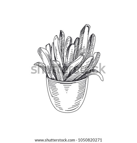 Beautiful vector hand drawn french fries in a glass Illustration. Detailed retro style images. Vintage sketch element for labels and cards design.