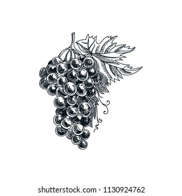 Beautiful vector hand drawn grape brush Illustration. Detailed retro style image. Vintage sketch element for labels, packaging and cards design. Modern background.