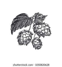 Beautiful vector hand drawn hop herb plants with leaf Illustration. Detailed retro style images. Vintage sketch element for labels and cards design.